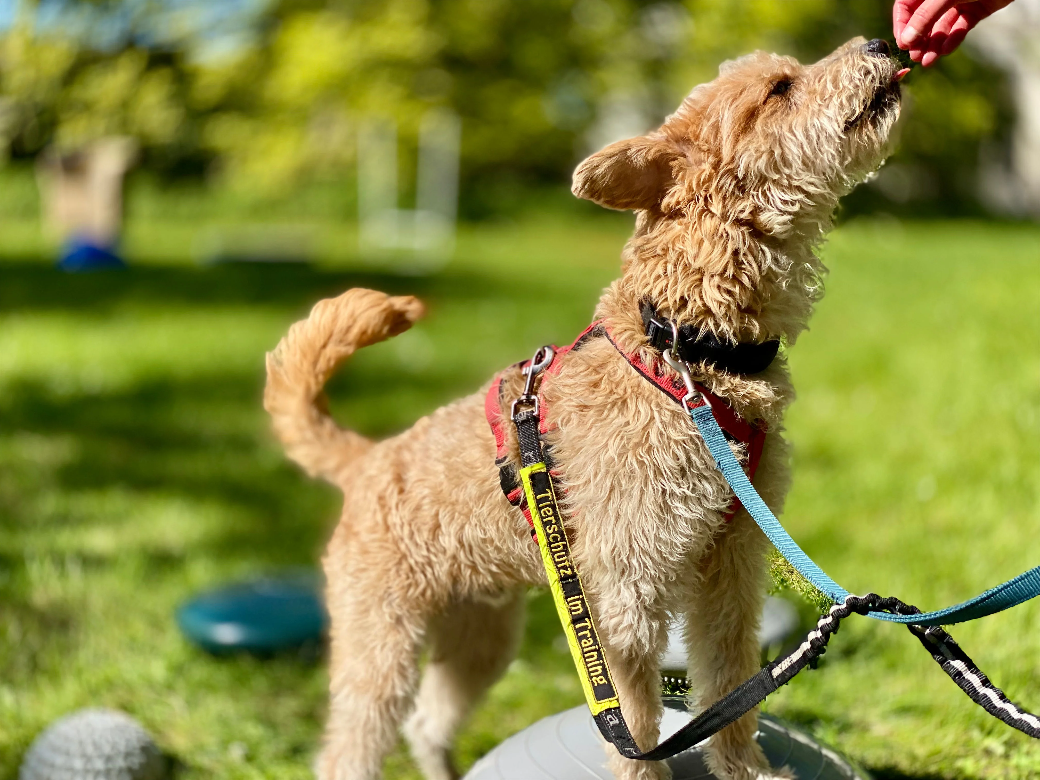 Hundegemeinschaft